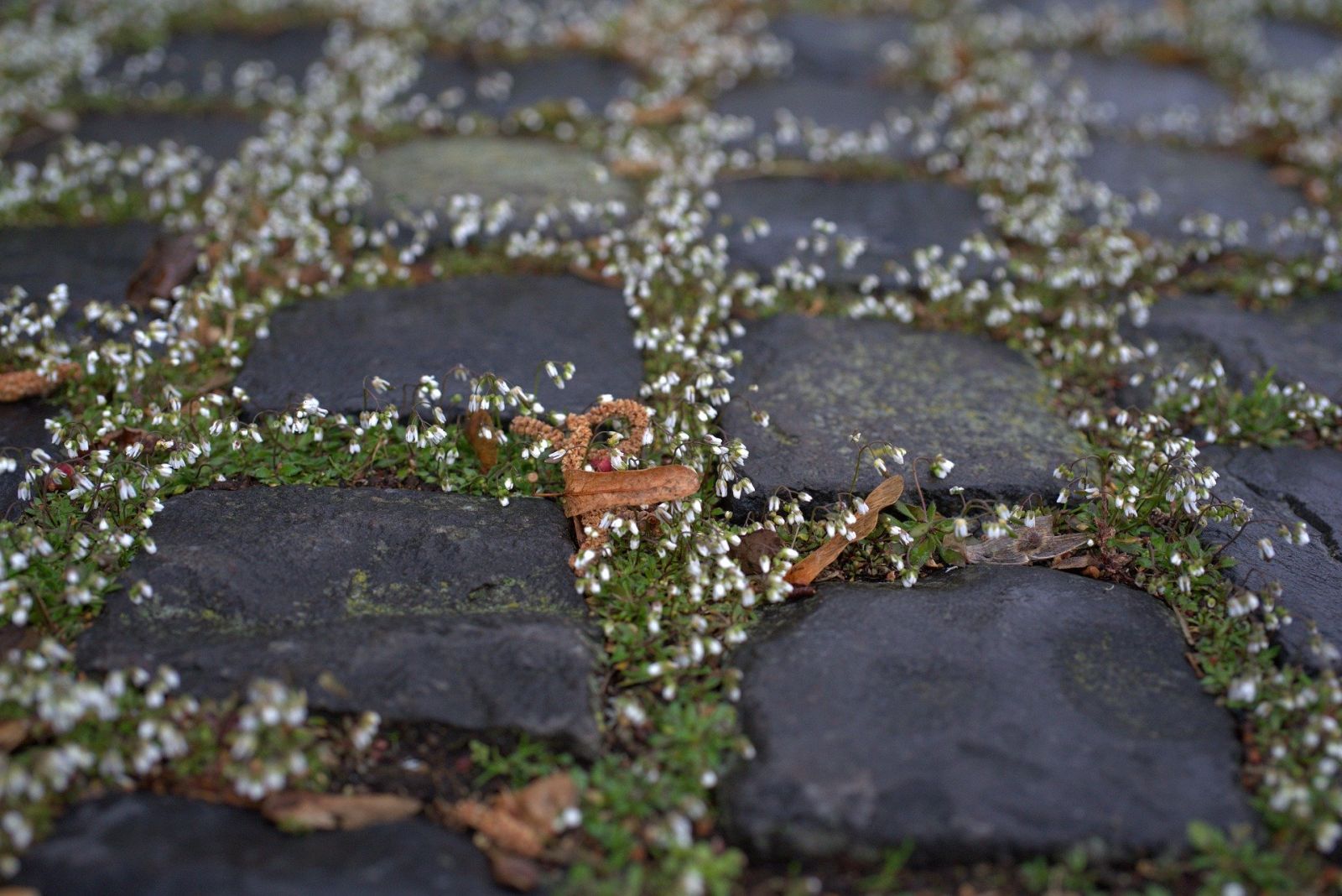 flowers growing between paving stones