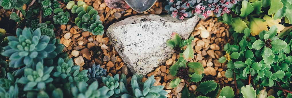 succulents and gravel