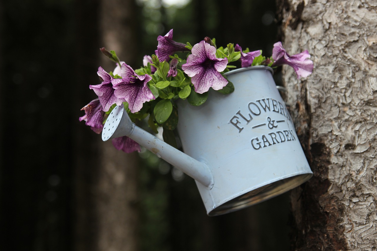watering can plant pot in tree