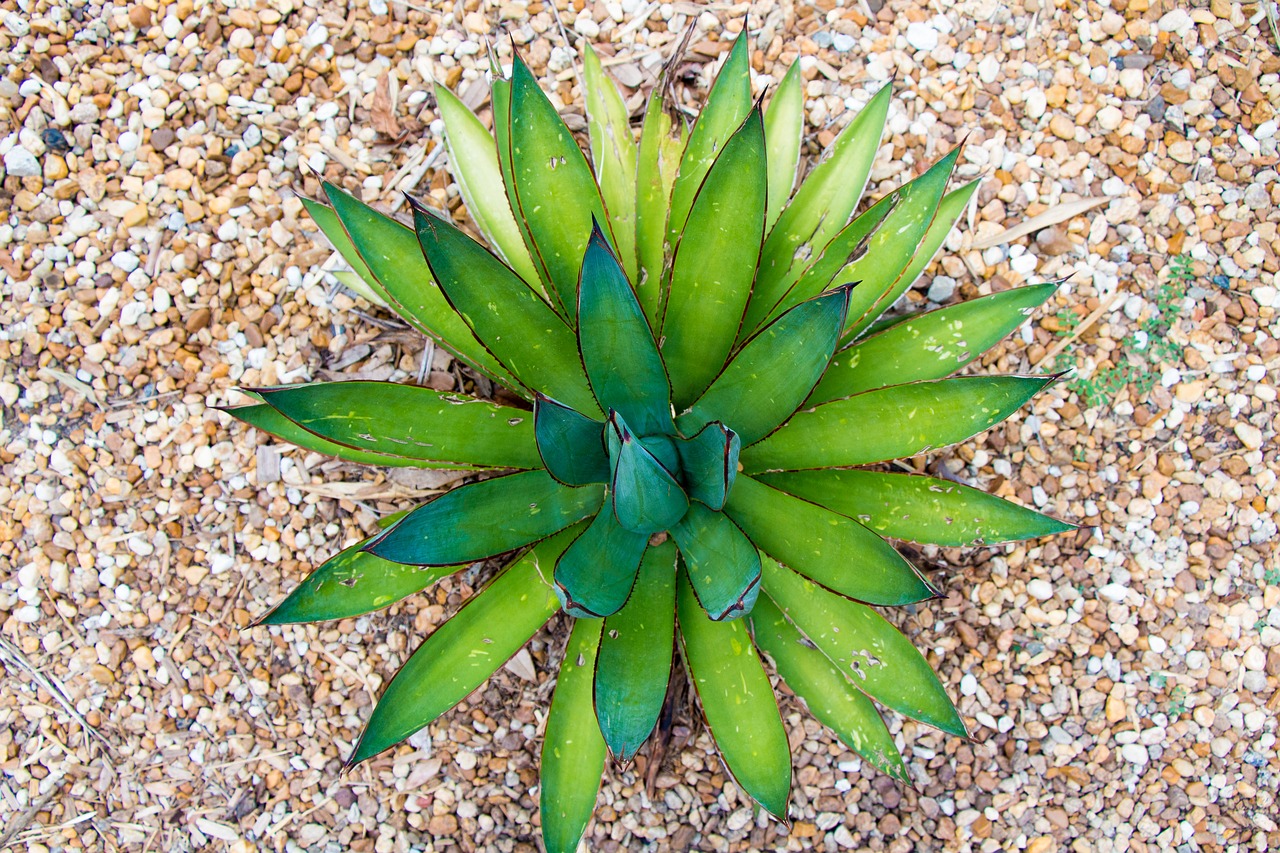succulent plant on pea gravel